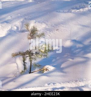 Helsinki / Finlandia - 10 GENNAIO 2022: Un piccolo ramo di un pino nel mezzo della nevicata Foto Stock