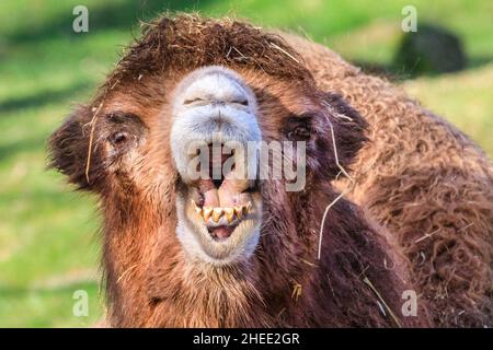 Recklinghausen, NRW, Germania. 10th Jan 2022. Un cammello bactriano (Camelus ferus F. bactrianus) gode chiaramente il pomeriggio freddo ma splendidamente soleggiato a Zoom Erlebniswelt di Recklinghausen, un moderno zoo che ricrea gli habitat naturali costruiti su una superficie di ​​more di oltre 30 ettari. Credit: Imagplotter/Alamy Live News Foto Stock