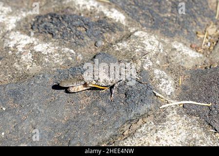 Cavalletta alata pallido, Trimerotropis pallidipennis, Messico, Nord America Foto Stock