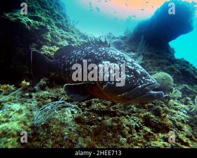 Dusky Grouper, Epinephelus marginatus, Carall Bernat, Isole Medes, Costa Brava, Mar Mediterraneo, Spagna. Raggruppatori Epinephelinae Serranidae Foto Stock