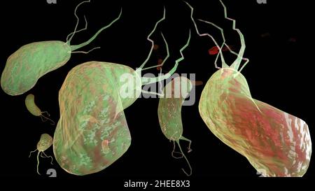 Superficie dei microvilli dell'apparato digerente, villi intestinali con batteri e virus. Villi microscopici, capillari per digestione e assorbimento Foto Stock