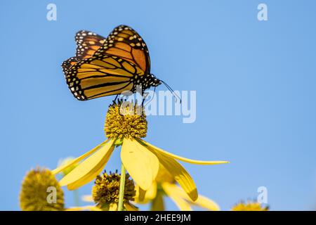 Primo piano della farfalla monarca su un fiore giallo selvatico su uno sfondo blu cielo. Foto Stock