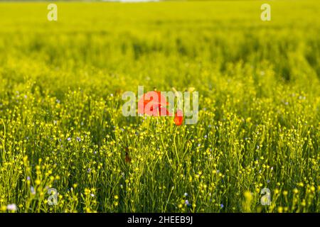 Questa foto di paesaggio è stata scattata in Europa, in Francia, in Occitanie, nei Pirenei orientali, in estate. Vediamo un papavero al centro di un campo di lino Foto Stock