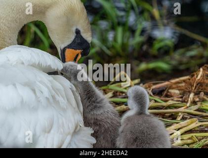 Un cigno muto femminile (pannocchia) con i suoi cigneti. Cygnus olor. Foto Stock