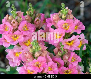 Anitirrhinum Antiquità fiori. Foto Stock