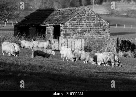 Pecore (Ovies ariete) pascolo accanto ad un vecchio fienile. L'immagine è monocromatica (in bianco e nero). Foto Stock