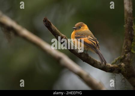 Cannella Flycatcher (Pirrhomyias cinnamoneus) Foto Stock