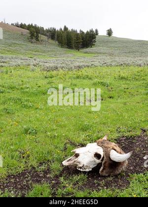 Bisonte adulto, bisonte bisonte, cranio nel parco nazionale di Yellowstone, Wyoming. Foto Stock