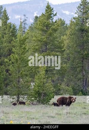 Un orso grizzly della madre, Ursus arctos, 399 con i suoi quattro cubs negli arbusti vicino al parco nazionale di Grand Teton, Wyoming. Foto Stock