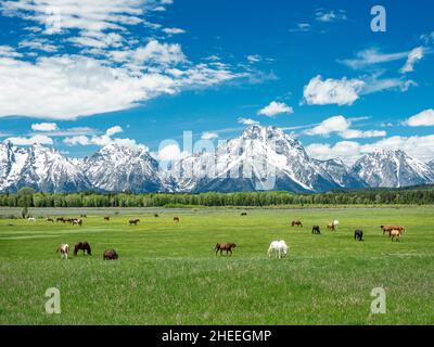 Cavalli adulti, Equus ferus caballus, pascolo ai piedi delle montagne Grand Teton, Wyoming. Foto Stock