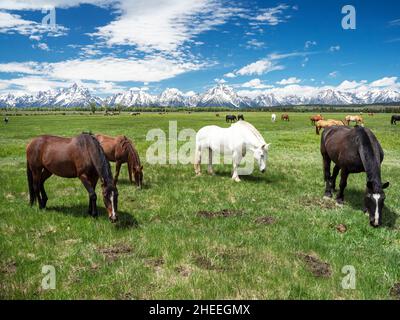 Cavalli adulti, Equus ferus caballus, pascolo ai piedi delle montagne Grand Teton, Wyoming. Foto Stock