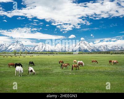 Cavalli adulti, Equus ferus caballus, pascolo ai piedi delle montagne Grand Teton, Wyoming. Foto Stock