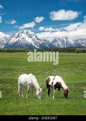 Cavalli adulti, Equus ferus caballus, pascolo ai piedi delle montagne Grand Teton, Wyoming. Foto Stock