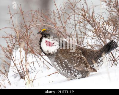 Un adulto maschio dusky grouse, Dendragapus obscurus, in mostra nel Parco Nazionale di Yellowstone, Wyoming. Foto Stock