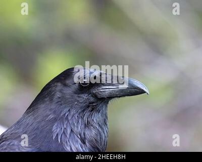 Un corvo comune adulto, Corvus Corax, nel Parco Nazionale di Yellowstone, Wyoming. Foto Stock