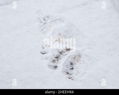 Orso bruno, arctos Ursus, tracce sul lungomare per Black Dragons fango pot nel Parco Nazionale di Yellowstone, Wyoming. Foto Stock