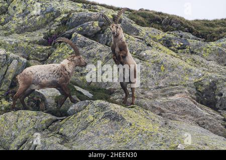 Due stambecchi nelle montagne del Ticino che lottano per il rango. Foto Stock