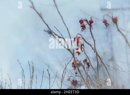 Bacche secche rosse invernali su un rametto spinoso. Piante in natura. Rami spinosi. Le bacche rosse dei fianchi di rosa. Foto Stock