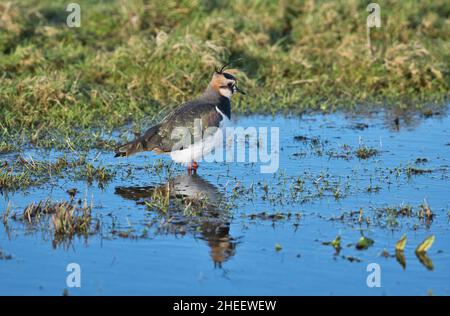 Lapwing settentrionale (Vanellus vanellus) adulto in inverno piumage foraging in acque poco profonde Foto Stock