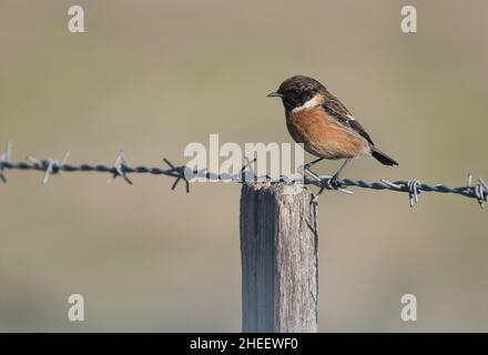 stonechat maschile europeo (Saxicola rubicola), recentemente separato dal comune stonechat (Saxicola torquatus) Foto Stock