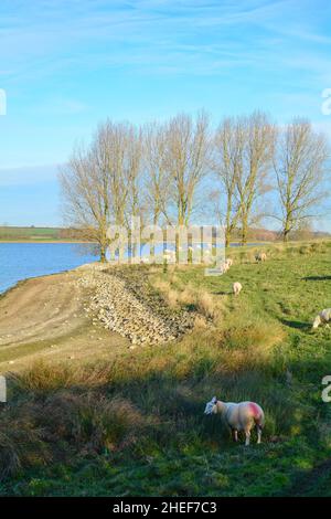 Rutland Water Reservoir vicino a Oakham e Stamford in Inghilterra Regno Unito Foto Stock