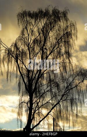 Un salice piangente (Salix babylonica) con corvi (Corvus corax) contro un cielo invernale in Inverurie Aberdeenshire, Scozia Foto Stock