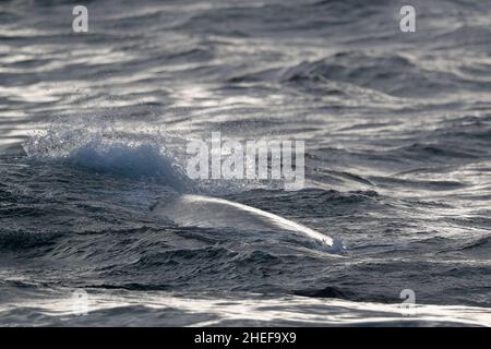 Balena blu (Balaenoptera musculus), parzialmente affiorata, corrente di Humboldt, vicino alle Isole Juan Fernandez, Cile, Oceano Pacifico 8th marzo 2020 Foto Stock