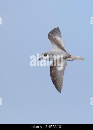 Masatierra Petrel (Pterodroma defilippiana), vista dorsale in volo, Humboldt Current, Oceano Pacifico, Isole Juan Fernandez, Cile 8th marzo 2020 Foto Stock