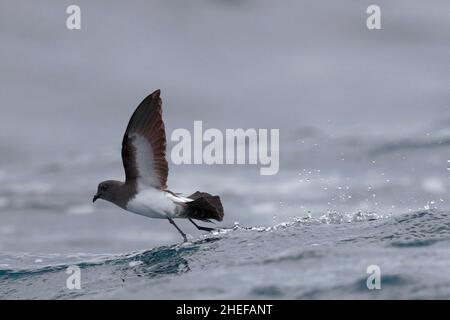 Storm-Petrel (Fregetta grallaria), gara segethi, pattinaggio su singolo uccello, Humboldt corrente vicino alle Isole Juan Fernandez, Cile 2020 marzo Foto Stock