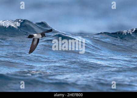 Storm-Petrel (Fregetta grallaria), razza segethi, volare sulla superficie d'acqua, corrente Humboldt vicino alle Isole Juan Fernandez, Cile Foto Stock