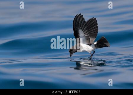 Storm-Petrel (Fregetta grallaria), razza segethi, nutrirsi sulla superficie d'acqua, corrente Humboldt vicino alle Isole Juan Fernandez, Cile Foto Stock