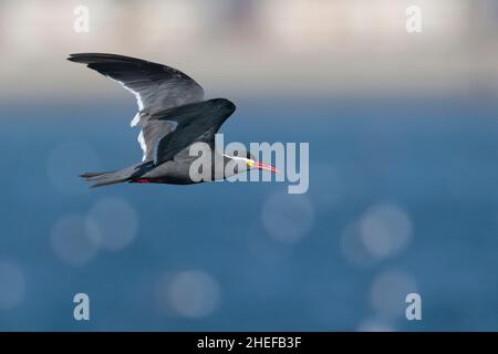 Inca Tern (Larosterna inca), adulto in volo, vista laterale, Coquimbo, Cile 13th marzo 2020 Foto Stock