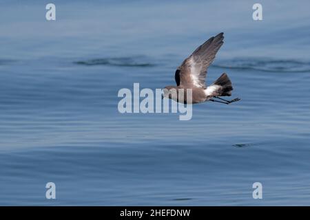 Pincoya Storm-Petrel (Oceanites pincoyae), uccello singolo in volo sulla superficie del mare blu, Golfo di Ancud, Cile meridionale 23rd febbraio 2020 Foto Stock