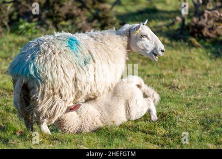 Una pecora dà il latte alla sua prole di agnello succhiante, subito dopo l'alba, in un prato erboso lussureggiante in estate sulle pendici di Malvern Hills. Foto Stock