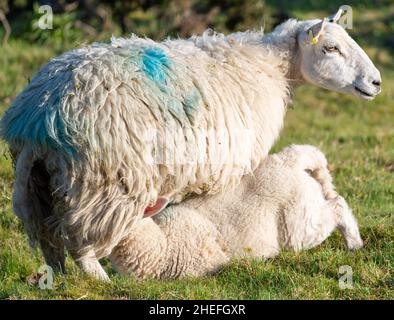 Una pecora dà il latte alla sua prole di agnello succhiante, subito dopo l'alba, in un prato erboso lussureggiante in estate sulle pendici di Malvern Hills. Foto Stock