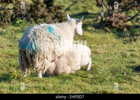 Una pecora dà il latte alla sua prole di agnello succhiante, subito dopo l'alba, in un prato erboso lussureggiante in estate sulle pendici di Malvern Hills. Foto Stock