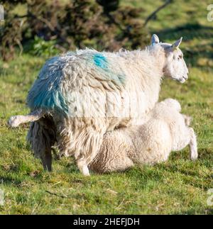 Una pecora dà il latte alla sua prole di agnello succhiante, subito dopo l'alba, in un prato erboso lussureggiante in estate sulle pendici di Malvern Hills. Foto Stock