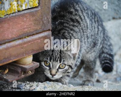 Curioso carino divertente gatto Foto Stock