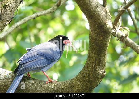 Taiwanese blue magpie (臺灣藍鵲), detto anche taiwanese magpie o formosan blue magpie, è una specie endemica di uccelli di Taiwan. Foto Stock