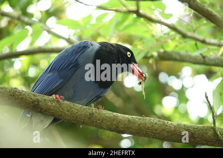 Taiwanese blue magpie (臺灣藍鵲), detto anche taiwanese magpie o formosan blue magpie, è una specie endemica di uccelli di Taiwan. Foto Stock