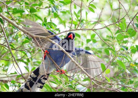 Taiwanese blue magpie (臺灣藍鵲), detto anche taiwanese magpie o formosan blue magpie, è una specie endemica di uccelli di Taiwan. Foto Stock