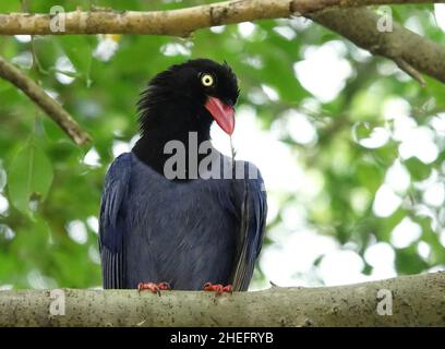 Taiwanese blue magpie (臺灣藍鵲), detto anche taiwanese magpie o formosan blue magpie, è una specie endemica di uccelli di Taiwan. Foto Stock