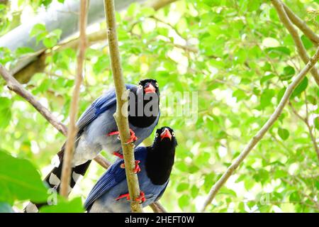 Taiwanese blue magpie (臺灣藍鵲), detto anche taiwanese magpie o formosan blue magpie, è una specie endemica di uccelli di Taiwan. Foto Stock