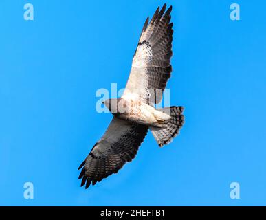 Primo piano di un falco di Swainson (Light Morph) che guarda verso il cielo con interesse, esibendo eventualmente una tecnica di caccia dove si strappa gli insetti Foto Stock