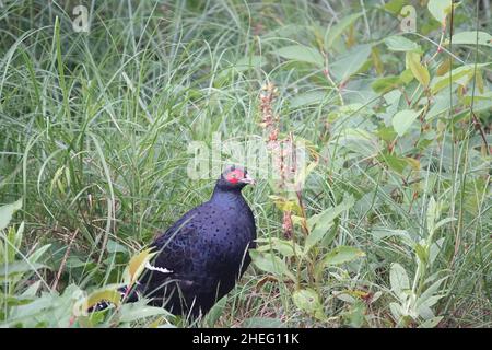 Fagiano Mikado, maschio. Il fagiano Mikado è una specie endemica di Taiwan, spesso presente nelle regioni montagnose del centro di Taiwan. Foto Stock