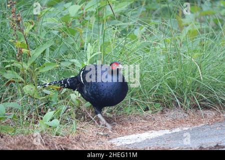 Fagiano Mikado, maschio. Il fagiano Mikado è una specie endemica di Taiwan, spesso presente nelle regioni montagnose del centro di Taiwan. Foto Stock