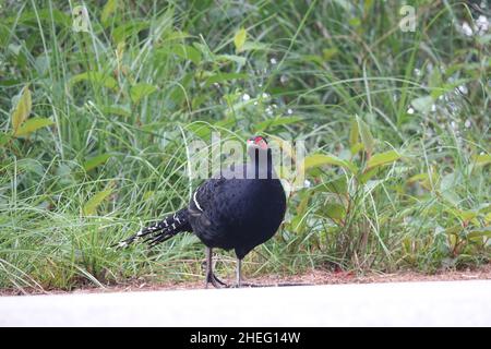 Fagiano Mikado, maschio. Il fagiano Mikado è una specie endemica di Taiwan, spesso presente nelle regioni montagnose del centro di Taiwan. Foto Stock