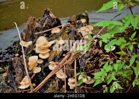 Funghi che crescono su moncone cipresso Foto Stock