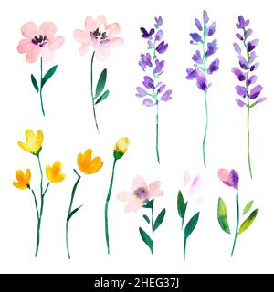 Acquerello prato selvatico fiori astratti e rami di lavanda isolati su sfondo bianco. Insieme di elementi botanici. Foto Stock