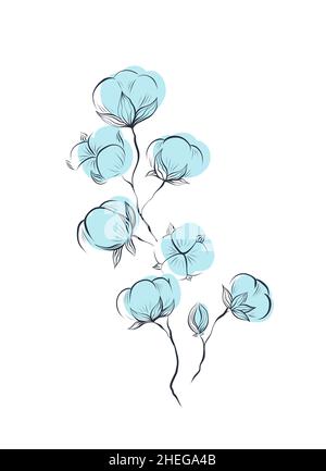 Delicati schizzi naturali di piante di cotone blu e steli con fogliame isolato dallo sfondo. Vettore delicato erboristeria con gambi e soffice bal Illustrazione Vettoriale